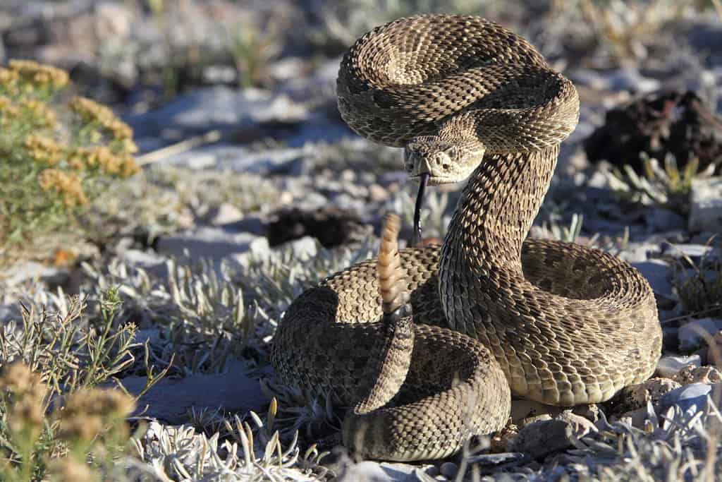 Rattlesnake poised to strike in Wyoming