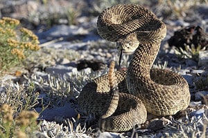 3 Scary Snake Bite Incidents That Happened in Virginia This Year Picture