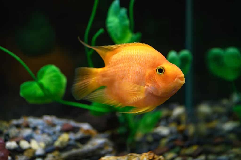 Orange parrot fish in the aquarium. (Red Parrot Cichlid)