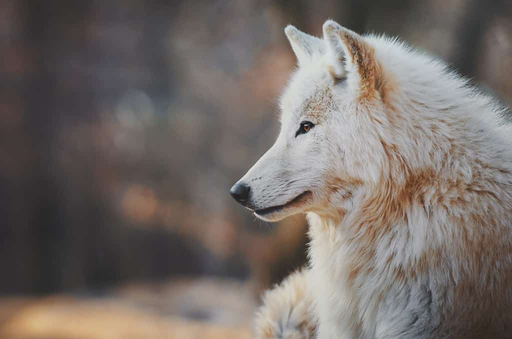 Portrait of an arctic wolf (Canis lupus arctos), also known as the white wolf or polar wolf.