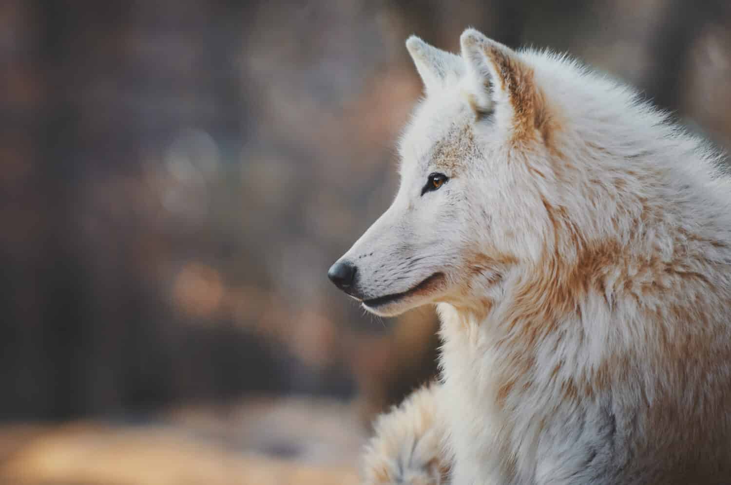 Portrait of an arctic wolf (Canis lupus arctos), also known as the white wolf or polar wolf.