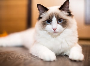 The 5 Best Cat Breeds for First-Time Owners Picture