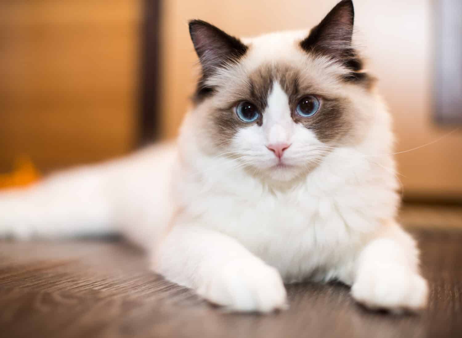 Beautiful young white purebred Ragdoll cat with blue eyes, at home.