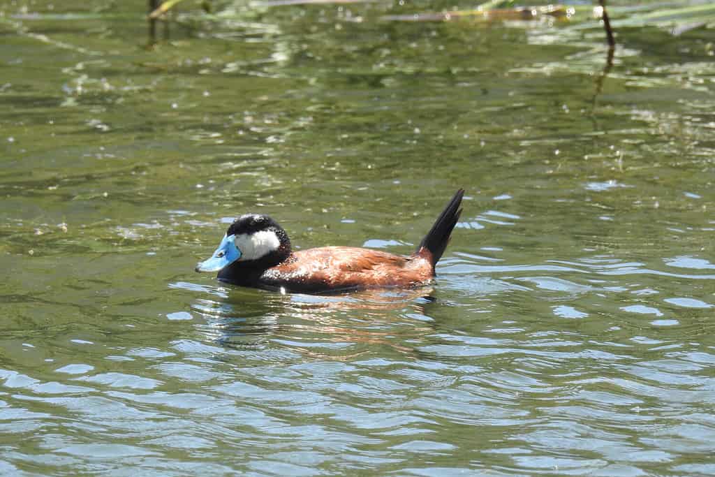 A male ruddy duck swimming in the waters of the lower Rose Valley Lake, in the Los Padres National Forest, Ojai, California.