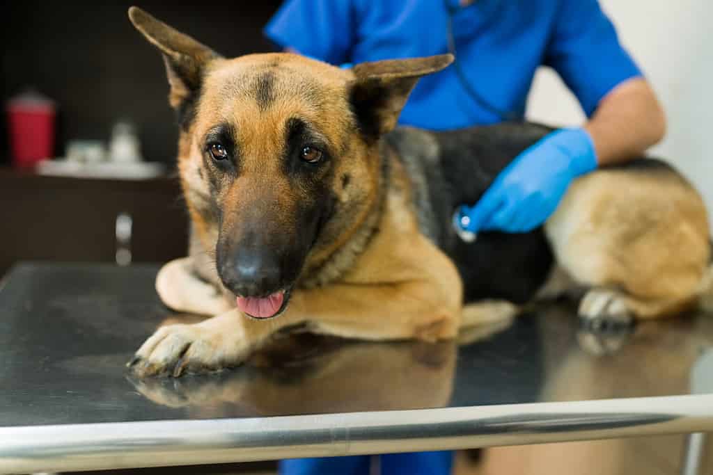 Portrait of a big german shepherd dog lying on the table at the vet clinic. Latin male veterinarian using a stethoscope to examine a sick big pet