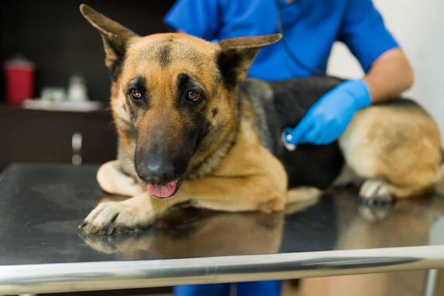 Portrait of a big german shepherd dog lying on the table at the vet clinic. Male veterinarian using a stethoscope to examine the dog.