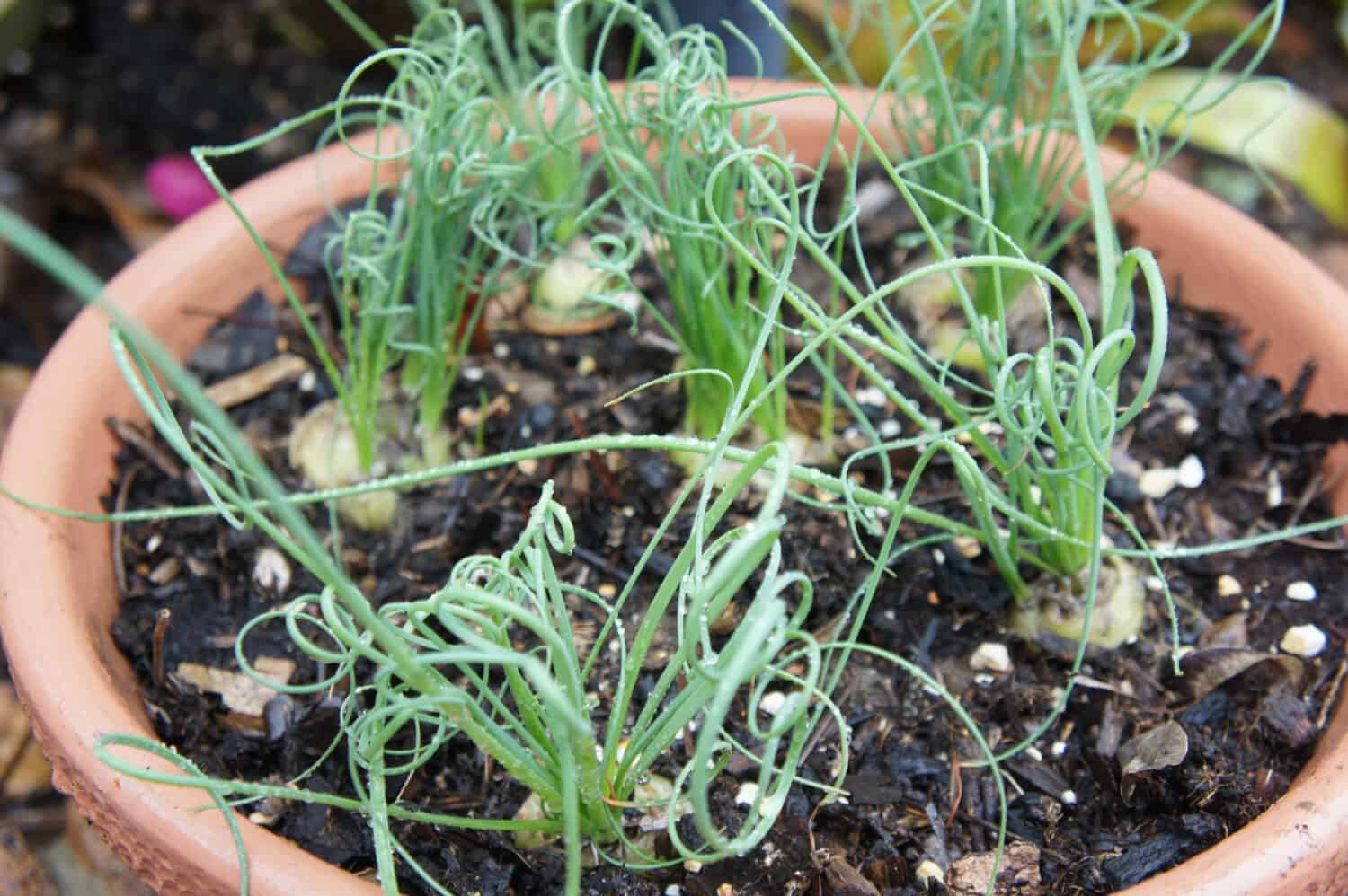 Albuca spiralis frizzle sizzle bulb new growth