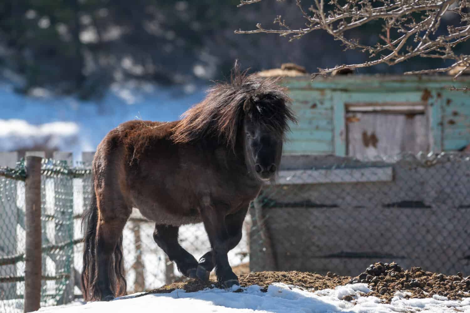 A small black Newfoundland pony stands in a horse pen with a wood fence and snow on a ranch. The breed of domestic animal has a long chestnut mane, dark eyes, and steam coming from its mouth.