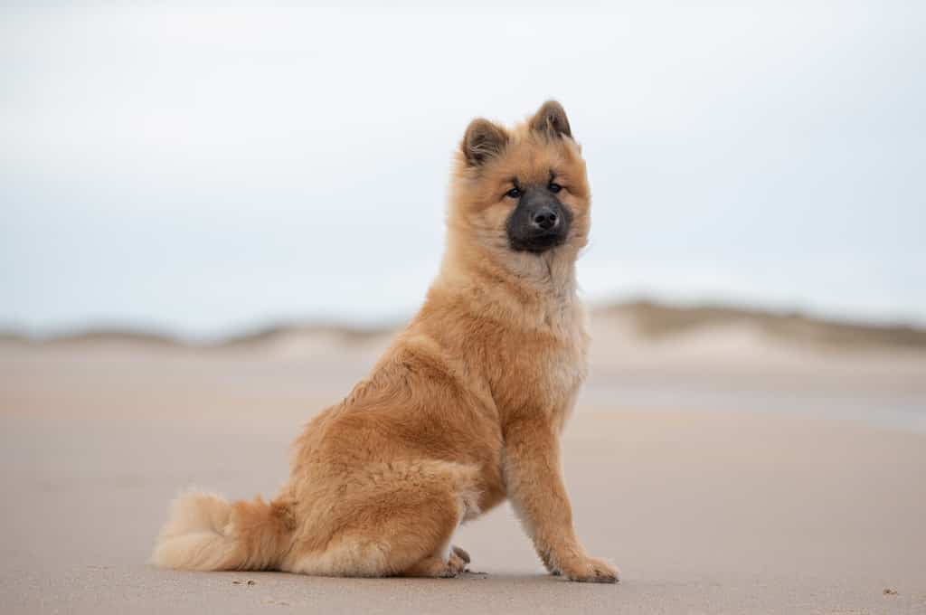 eurasier at the beach and in the park