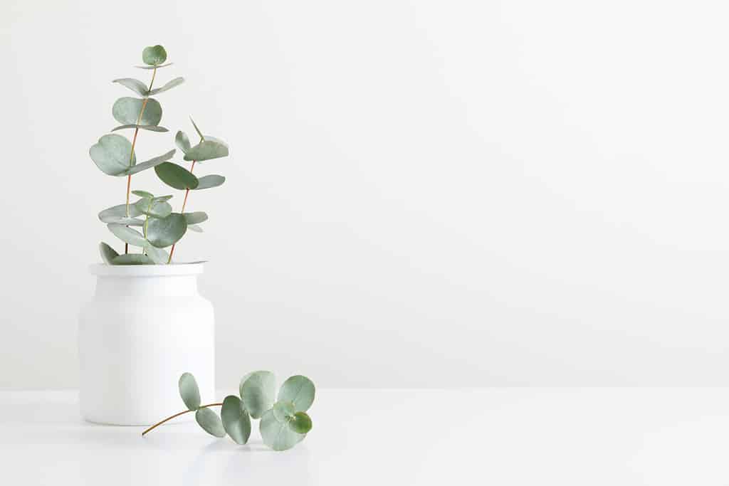 Green eucalyptus leaves in vase on white table. Front view. Place for text, copy space, mockup