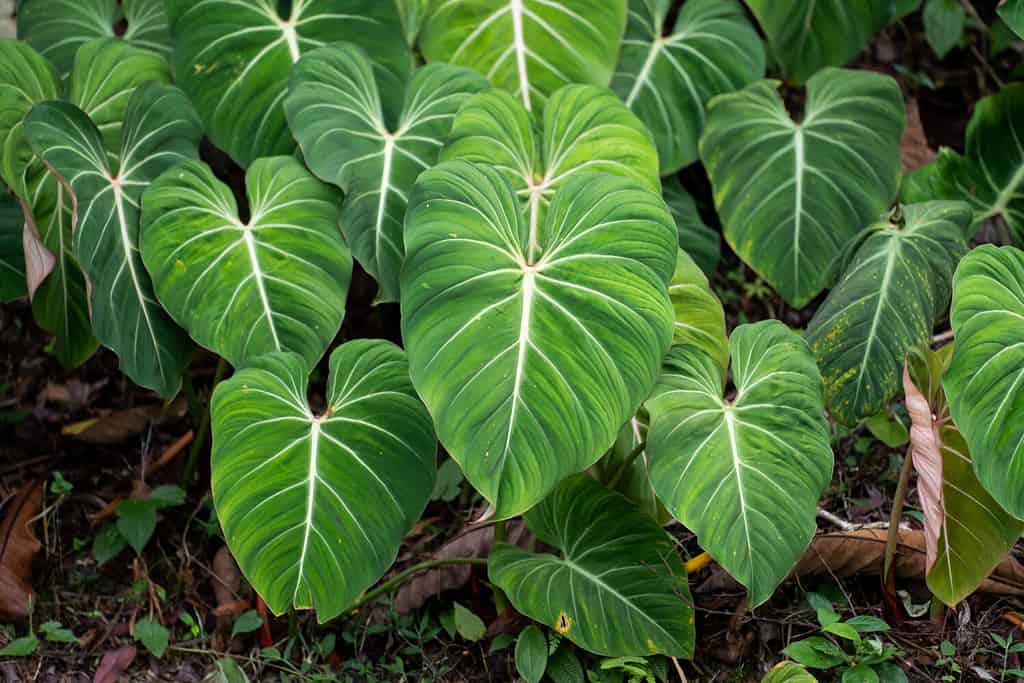 Philodendron Gloriosum growing wild in the rain forest. Green velvet, white vein, heart shape, rainforest foliage, huge leaf. Suitable for indoor plant.