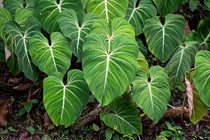 Philodendron Gloriosum Care Guide: 5 Tips for a Healthy Plant Picture