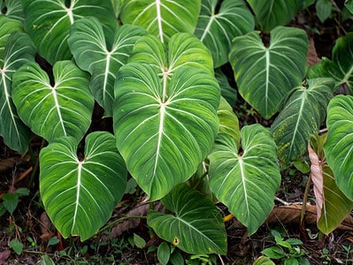 A Philodendron Gloriosum Care Guide: 5 Tips for a Healthy Plant