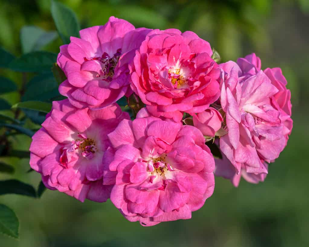 Cluster of new and old pink flowers of the Apothecary's rose (Rosa gallica var. officinalis) on the bush