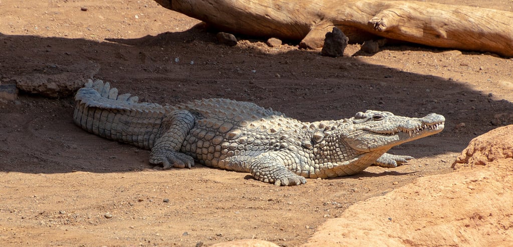 A full shot of a crocodile on land basking in the sun and resting while watching us