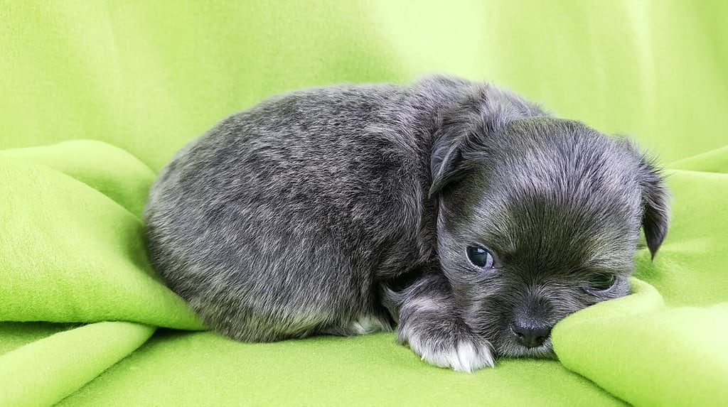 sad chihuahua puppy of rare silver color on a green background