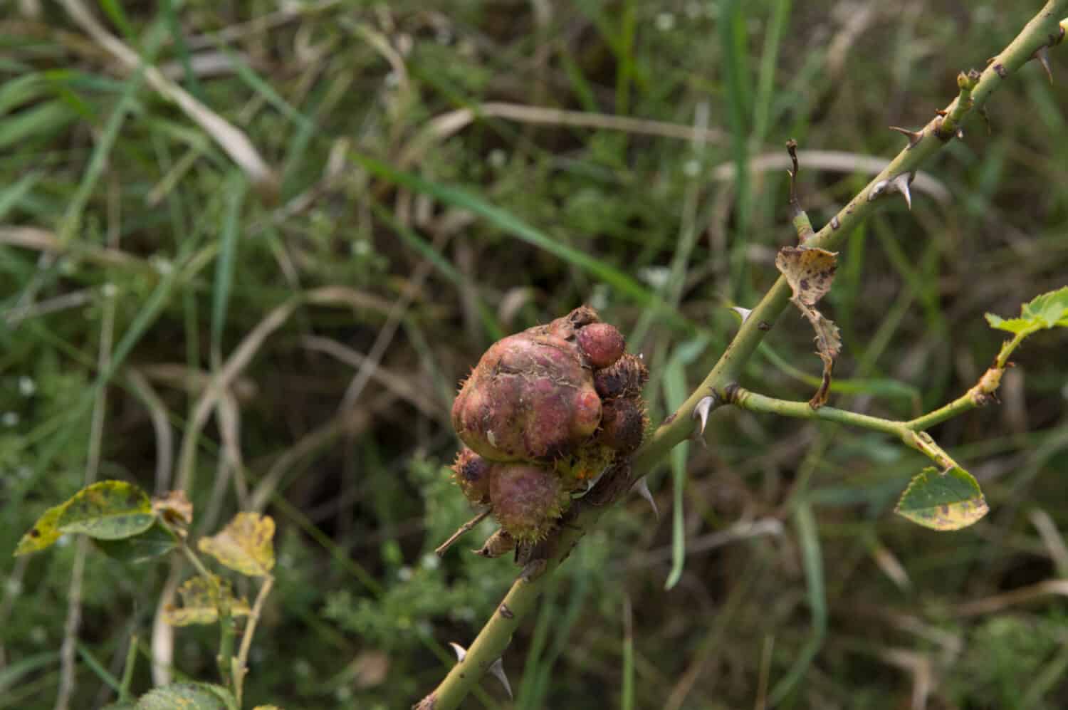 close-up: irregular tumor on stems of wild rose known as crow gall or rose cancer