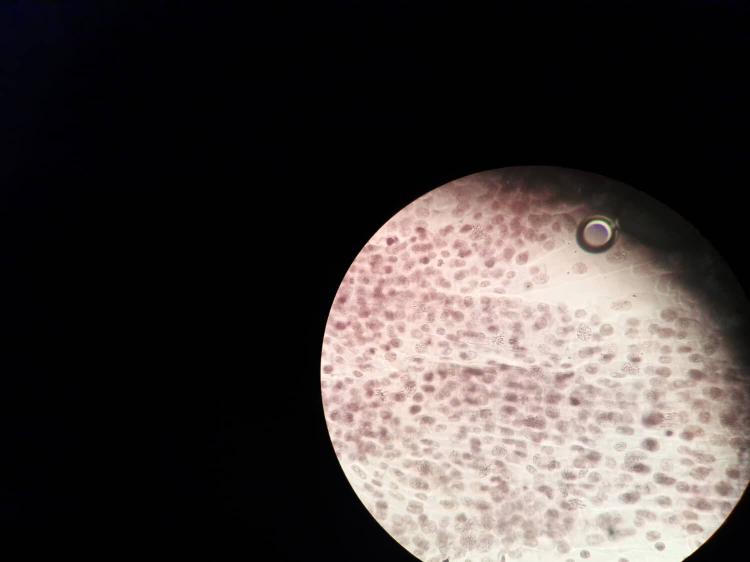 Microscopic image of a onion root showing the telophase stage of cell division