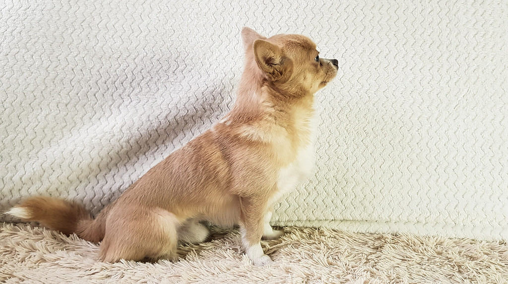 adult chihuahua dog sable color on a white background
