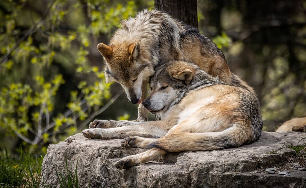 Mexican Gray wolf love couple