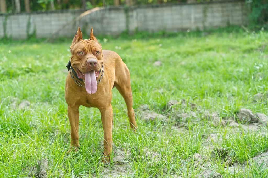 Portrait of red nose American pitbull terrier in a green meadow.