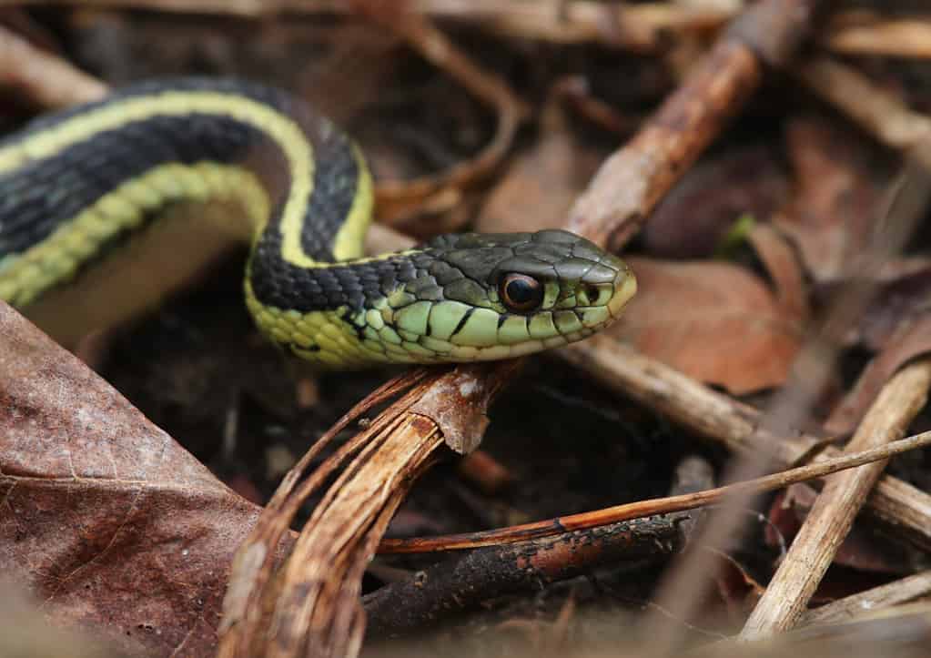 A profile shot of an Eastern Garter Snake (Thamnophis sirtalis sirtalis). Shot in Waterloo, Ontario, Canada.