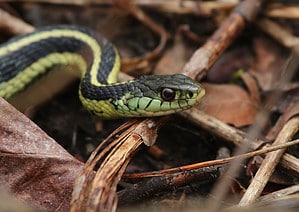 The 4 Most Snake-Infested Lakes in Massachusetts Picture
