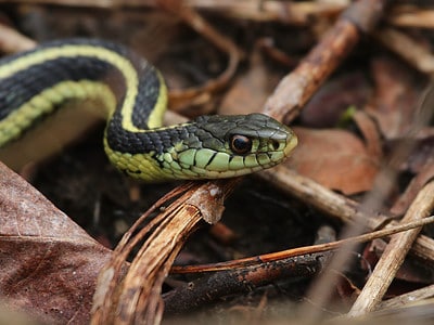 A Discover the 10 Most Snake-Infested Rivers In Canada
