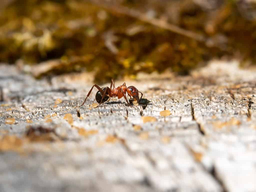 A close up of a red and black Slavemaker Ant (Formica sanguinea). 