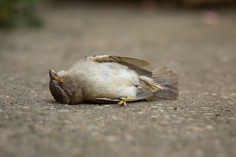 A dead specimen of Passer domesticus, or house sparrow. It is one of the usual birds in rural and urban environments, but its population is in decline, and its existence is threatened. Aragon, Spain.