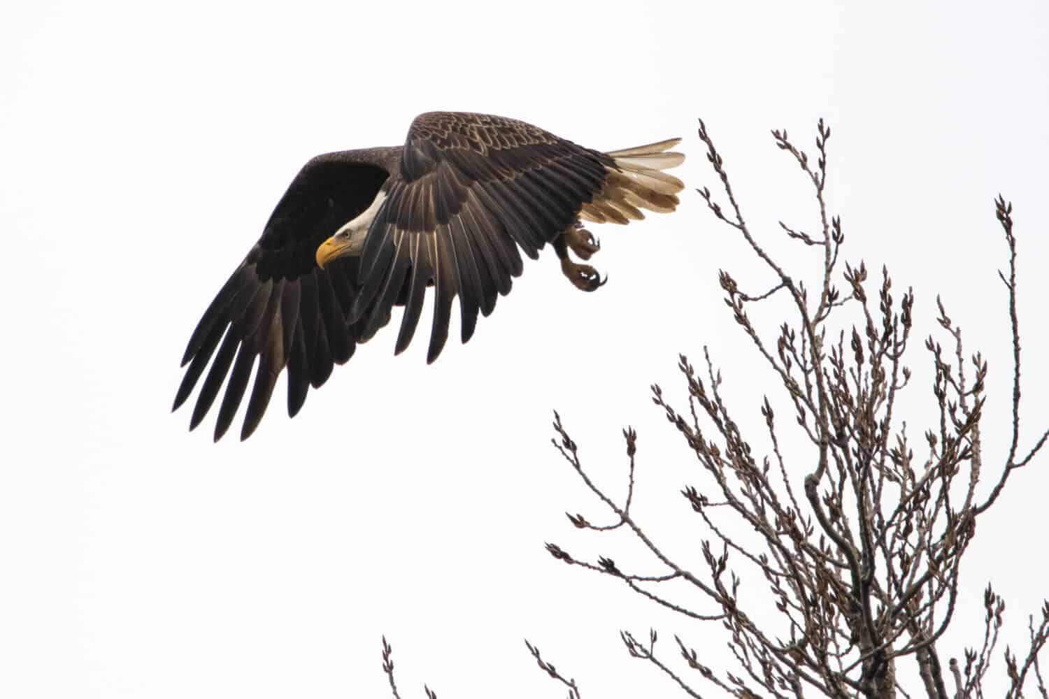 Bald eagle taking off on reelfoot lake state park in Tennessee