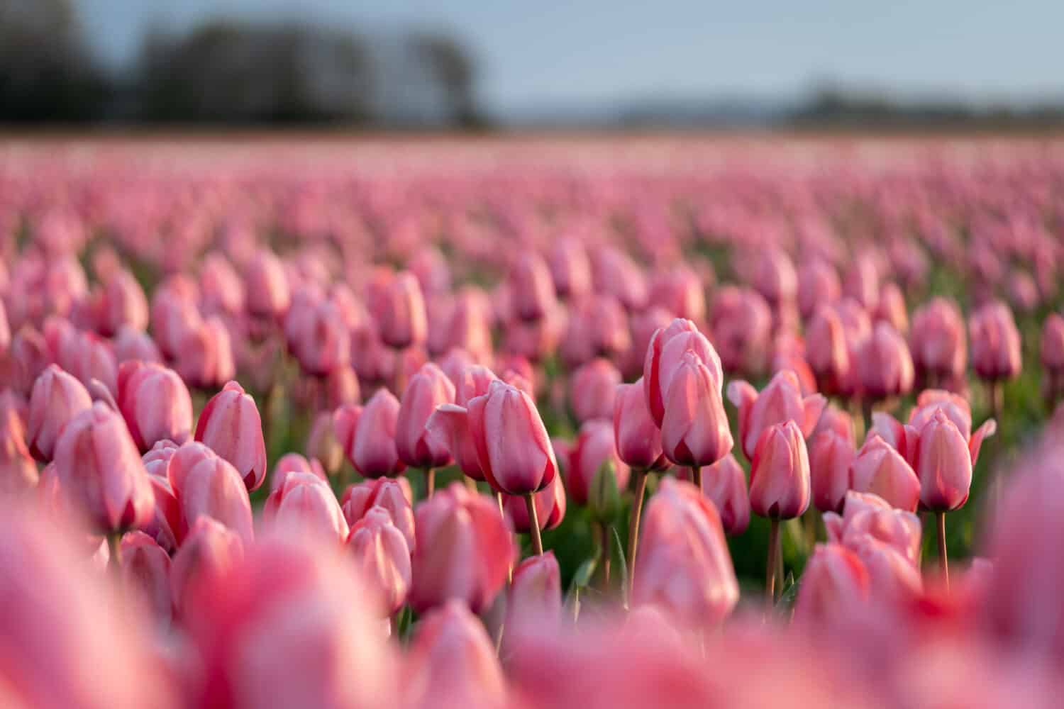 Close-up of a beautiful pink tulip flower in a flower field in the Netherlands, spring time, vertical