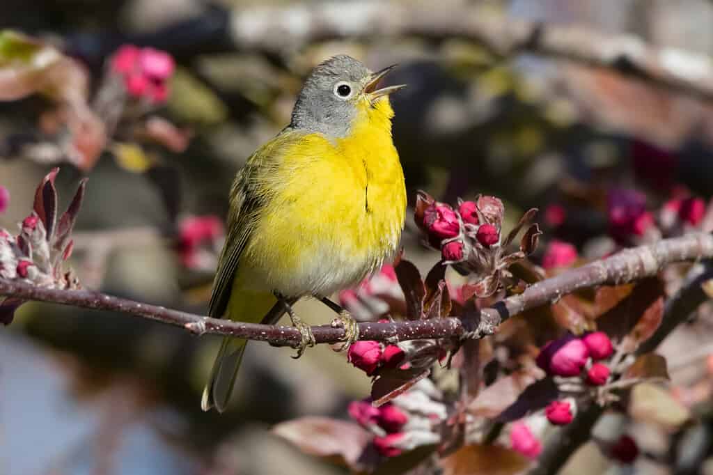 A male Nashville Warbler is singing from his perch on a branch with beautiful flowers. Ashbridges Bay Park, Toronto, Ontario, Canada.