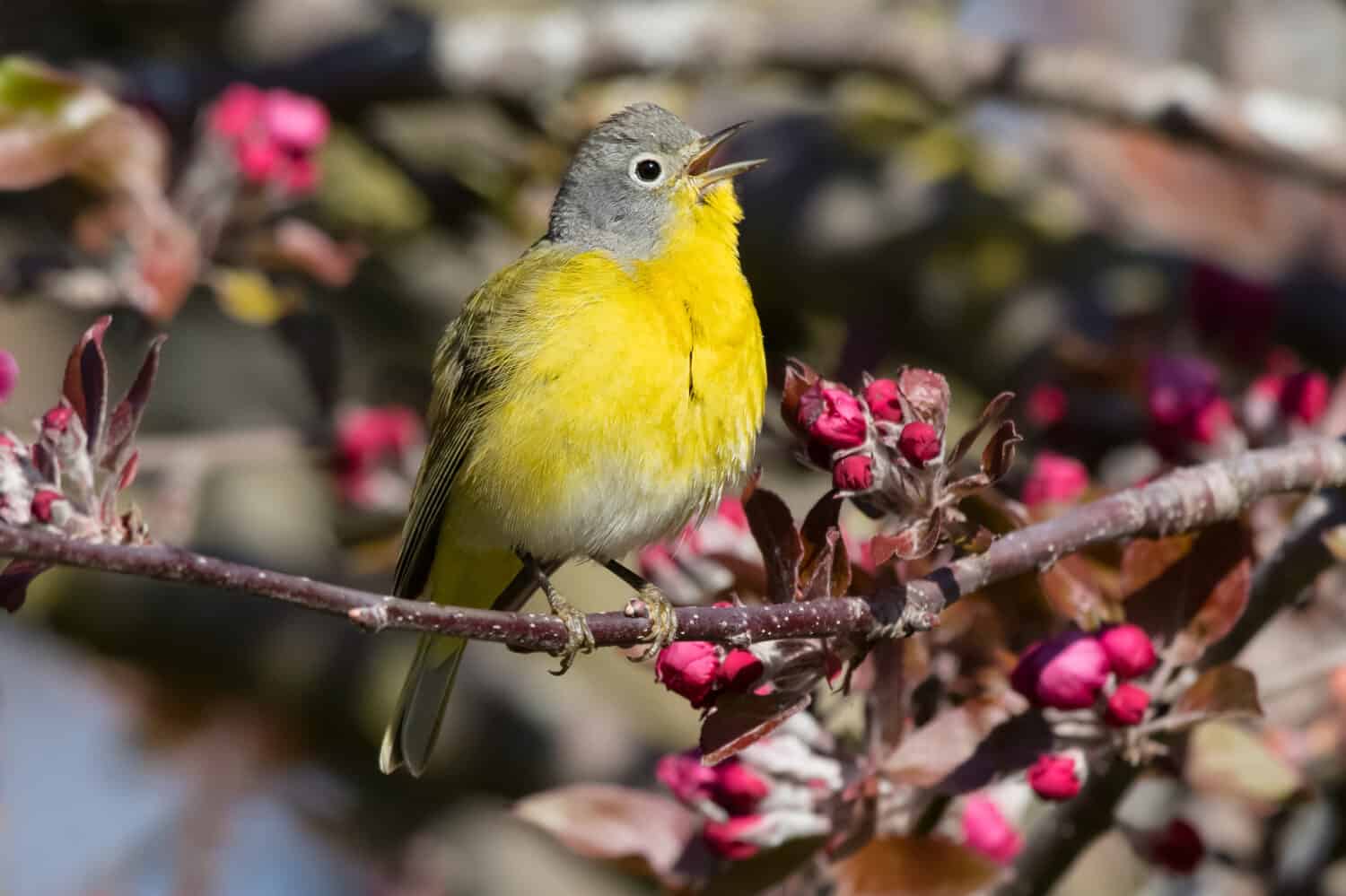 A male Nashville Warbler is singing from his perch on a branch with beautiful flowers. Ashbridges Bay Park, Toronto, Ontario, Canada.