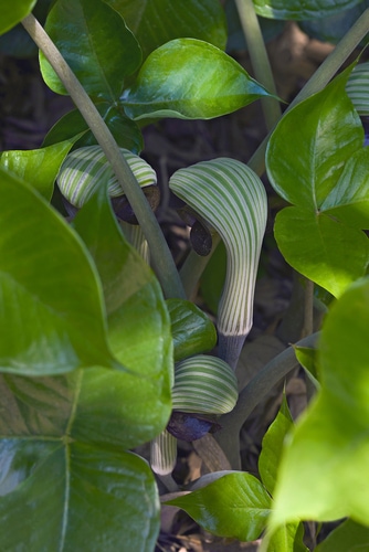 Cobra lily (Arisaema ringens). Called Japanese cobra lily also.