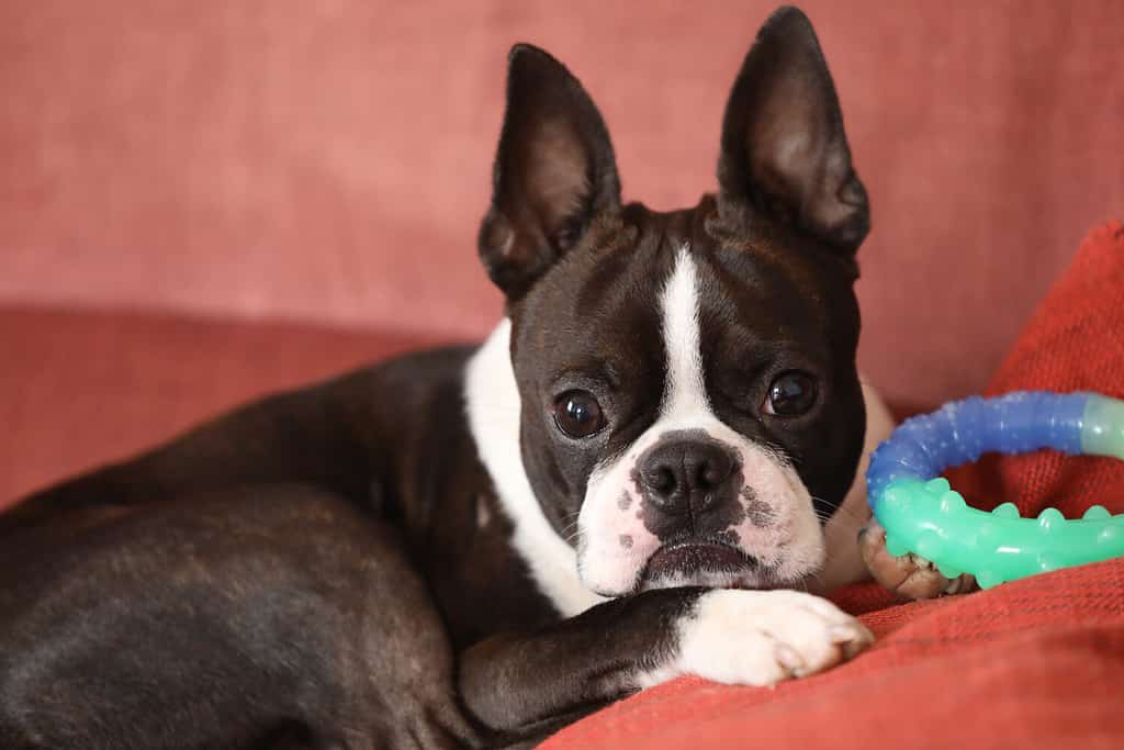 Boston terrier dog is posing for the camera