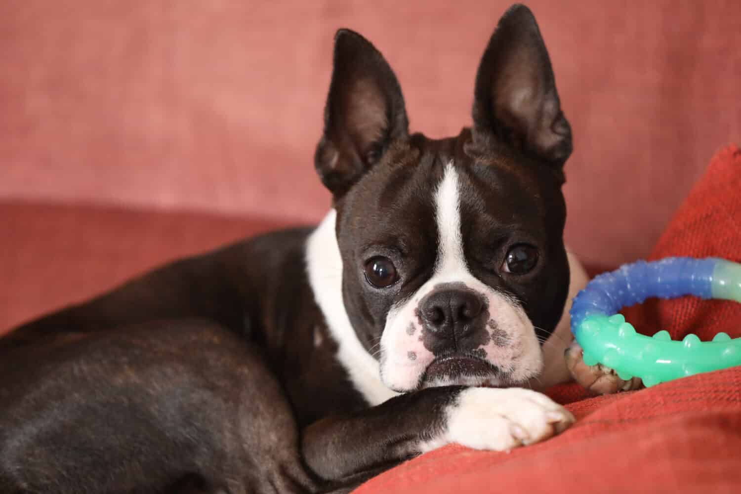 what color can boston terriers be