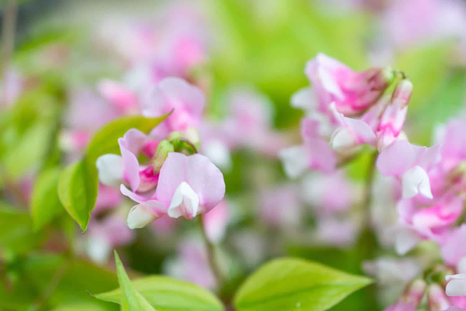 Close up of Lathyrus vernus 'Alboroseus'