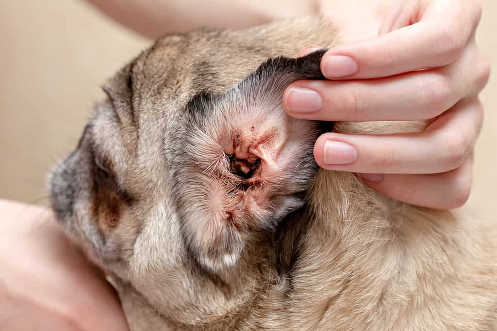 Dirty ear of a dog. A dog's ear affected by an ear mite.