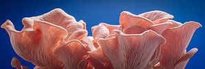 How to Grow Pink Oyster Mushrooms Picture