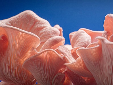 A How to Grow Pink Oyster Mushrooms
