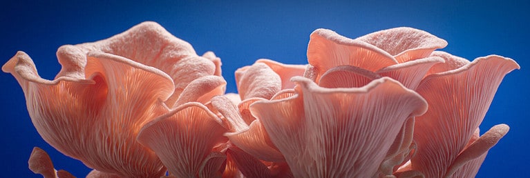 pink oyster mushrooms on blue background