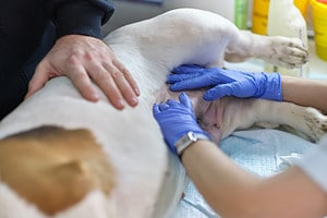 The Price of Stomach-Flip Surgery for Dogs in 2024: Procedure and Recovery Costs photo