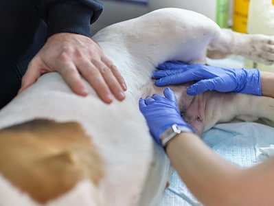 A The Price of Stomach-Flip Surgery for Dogs in 2024: Procedure and Recovery Costs
