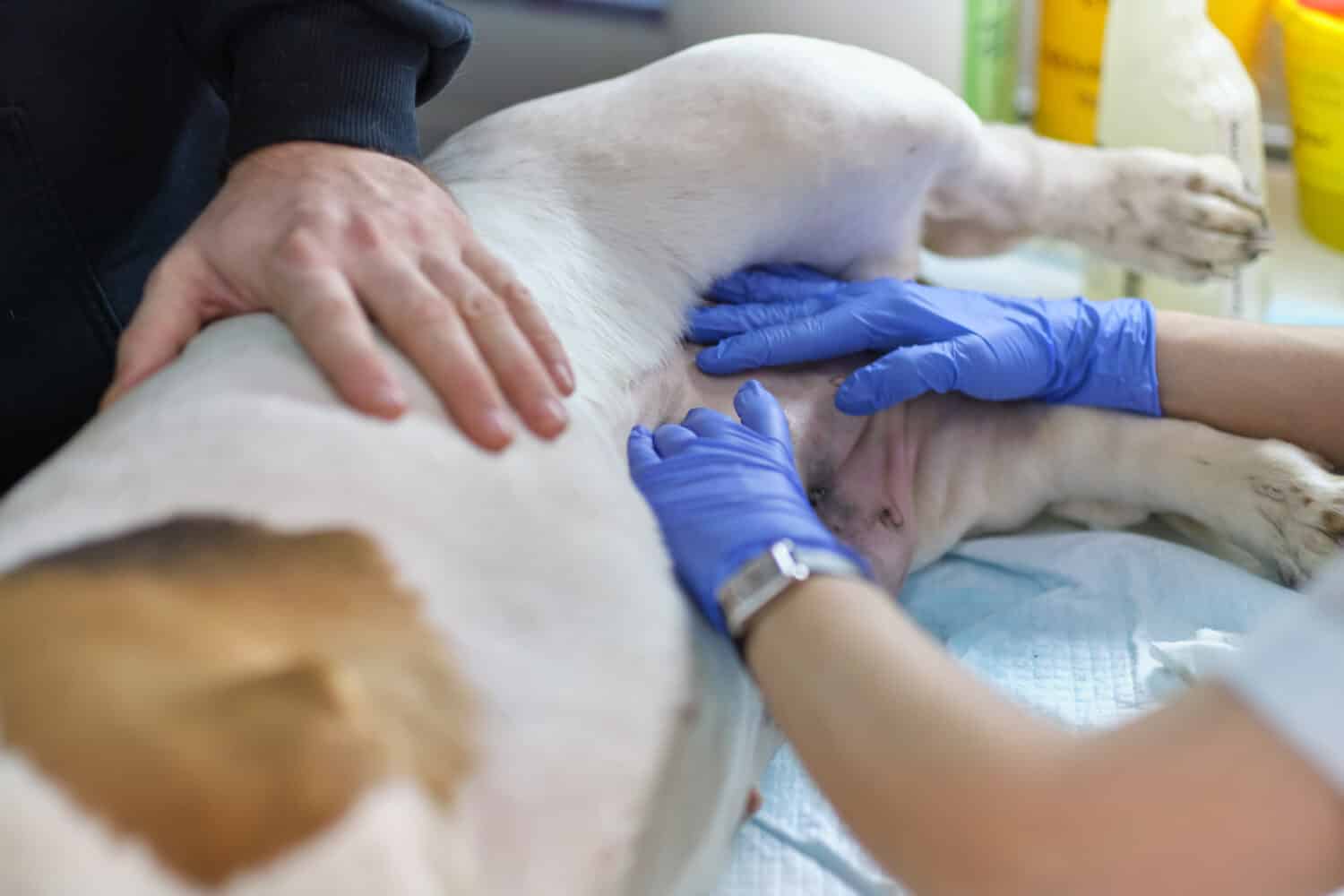 veterinarian examines a dog's suture after surgery. seam treated with silver or aluminum spray. Healing dog belly after surgery. Scar on dog stomach