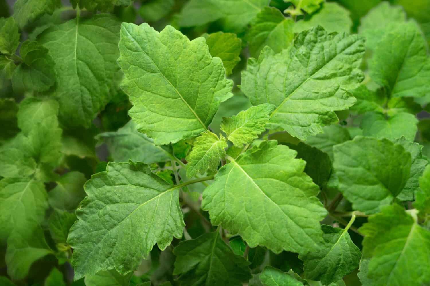 nature background of fresh patchouli plant, fresh herb