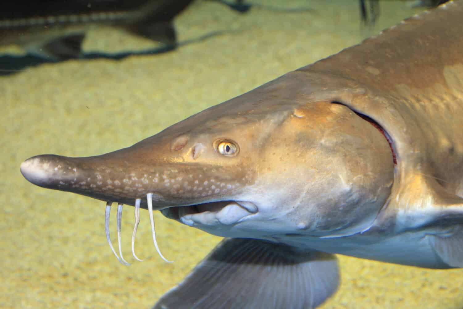 Sturgeon (Acipenser medirostris)