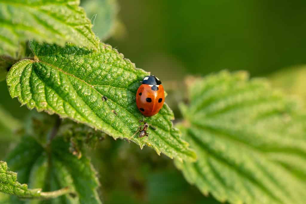 A selective focus of a ladybug on green leaves outdoors
