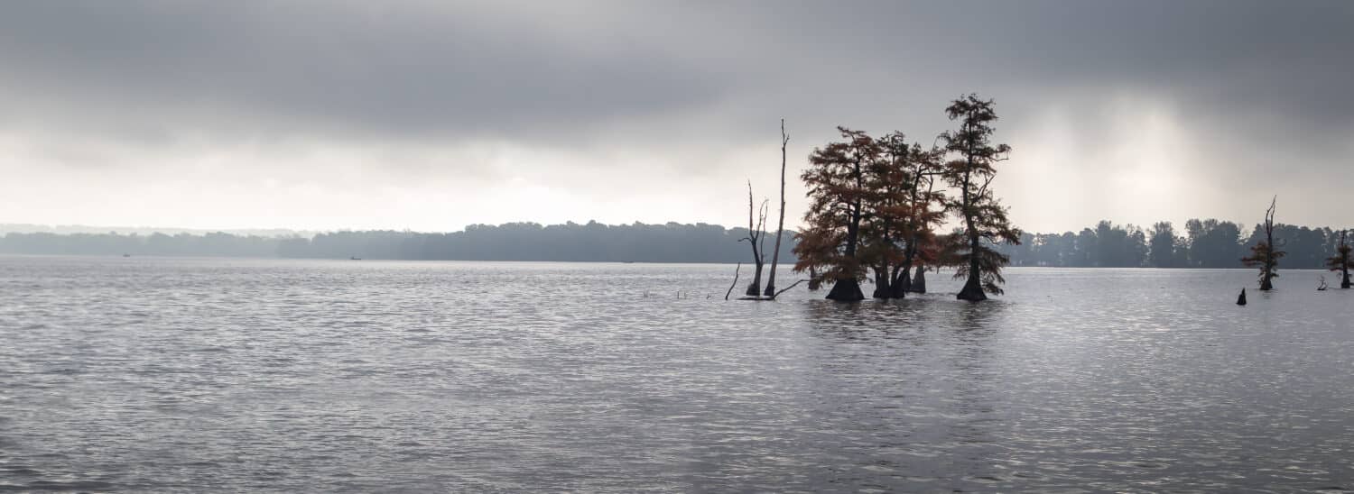 Cypress Trees Reelfoot lake in Tennessee during early morning fog in fall