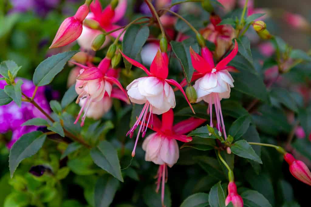 Selective focus of Fuchsia magellanica, Red pink flower in the garden, Hummingbird fuchsia or hardy fuchsia is a species of flowering plant in the family Evening Primrose family, Floral background.